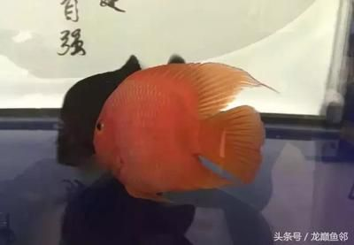 黑金魟魚成魚：黑金魟魚是一種淡水觀賞魚其成魚具有以下特點：黑金魟魚
