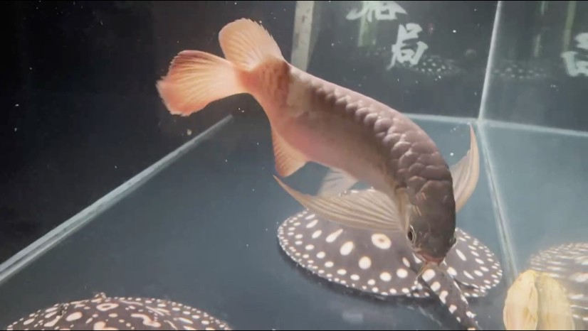九月