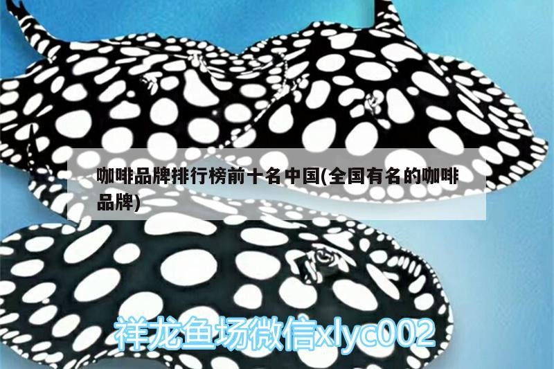 紅龍魚用黃燈烤有用嗎 咖啡品牌排行榜前十名中國(全國有名的咖啡品牌) 馬來西亞咖啡 咖啡品牌排行榜前十名中國(全國有名的咖啡品牌) 咖啡品牌排行榜前十名中國(全國有名的咖啡品牌) 馬來西亞咖啡
