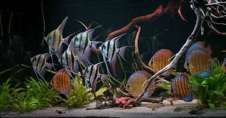 600l魚缸用多大泵：600l魚缸水泵選擇要考慮多個因素，選擇適合小魚缸的水泵
