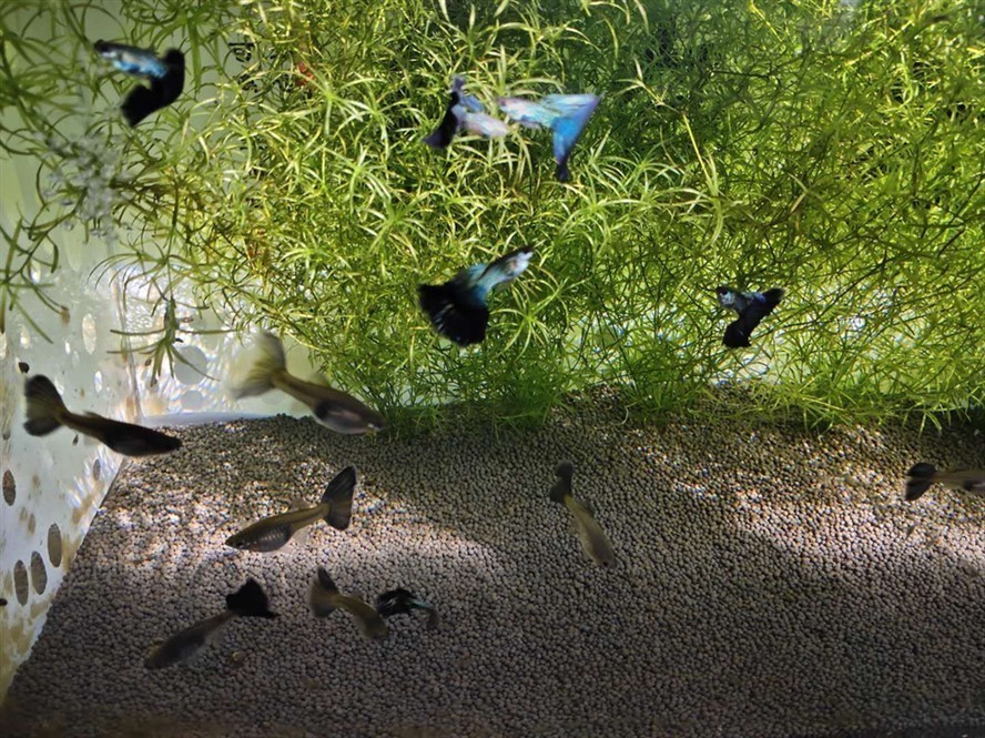 600l魚缸用多大泵：600l魚缸水泵選擇要考慮多個因素，選擇適合小魚缸的水泵