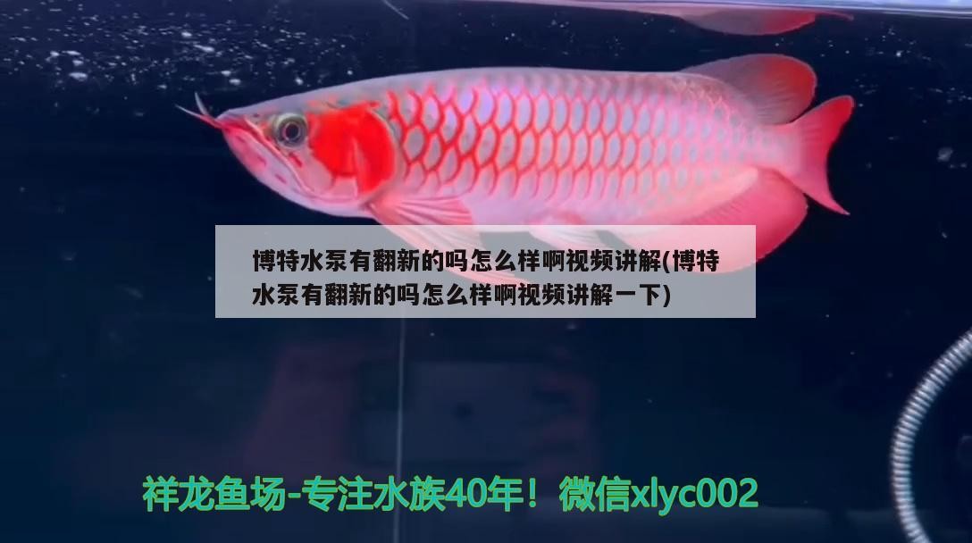 博特水泵有翻新的嗎怎么樣啊視頻講解(博特水泵有翻新的嗎怎么樣啊視頻講解一下) 博特水泵有翻新的嗎怎么樣啊視頻講解(博特水泵有翻新的嗎怎么樣啊視頻講解一下) 博特水族