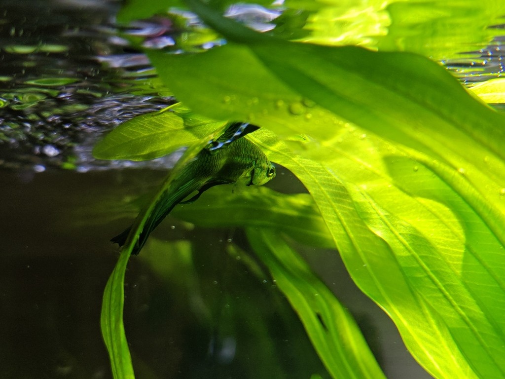 斗魚～青紗魅影