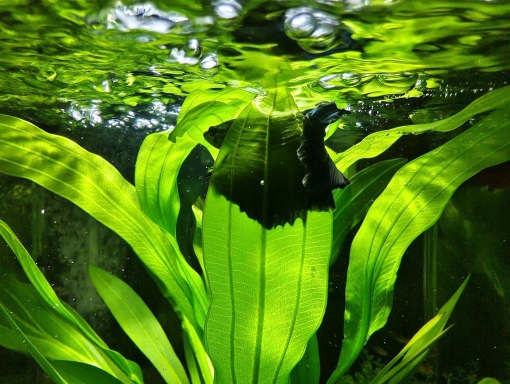 斗魚～青紗魅影
