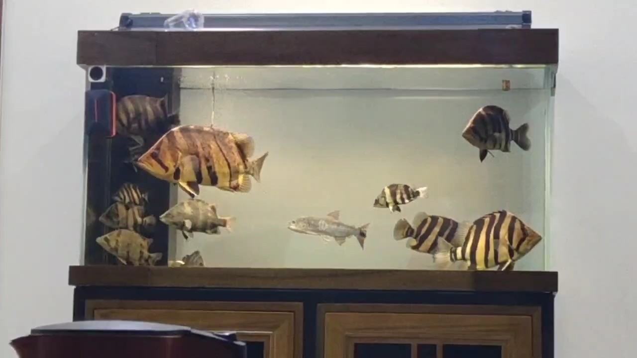 虎魚就是明