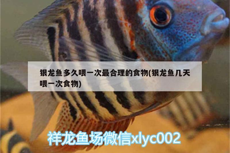 我的虎魚真菌感染了要怎么處理 銀龍魚多久喂一次最合理的食物(銀龍魚幾天喂一次食物) 銀龍魚百科 銀龍魚多久喂一次最合理的食物(銀龍魚幾天喂一次食物) 銀龍魚多久喂一次最合理的食物(銀龍魚幾天喂一次食物) 銀龍魚百科