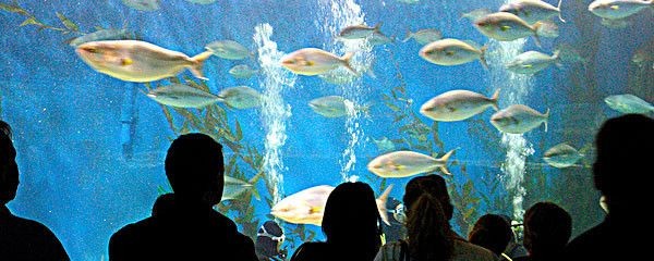 武漢水族館vs祥龍魚場（探討武漢水族館與祥龍魚場之間的差異時）