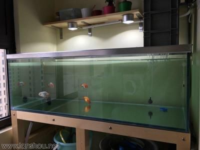 1.5米的魚缸適合養什么魚：1.5米的魚缸可以養殖多種魚種，適合養在1.5米魚缸中生活