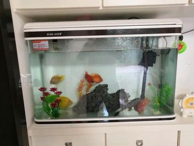 1.5米的魚缸適合養什么魚：1.5米的魚缸可以養殖多種魚種，適合養在1.5米魚缸中生活