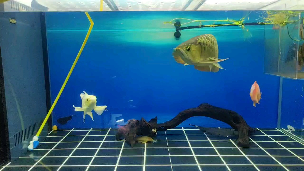 日常換水，天氣終于開始涼下來了