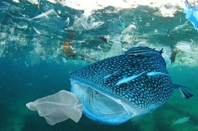 通遼可麗愛魚缸專賣店，打造您的水族世界