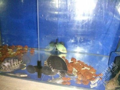 豬鼻龜什么時候不讓賣了：豬鼻龜為什么禁售了豬鼻龜是哪一年禁售了嗎