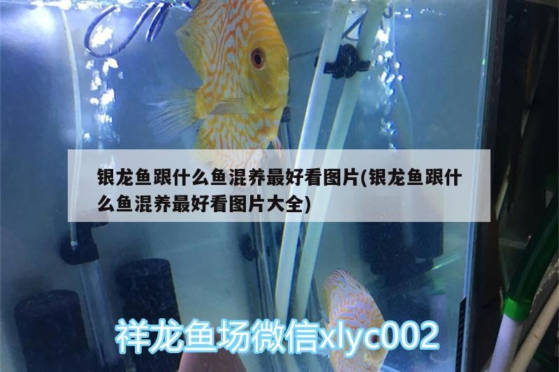 銀龍魚跟什么魚混養最好看圖片(銀龍魚跟什么魚混養最好看圖片大全)