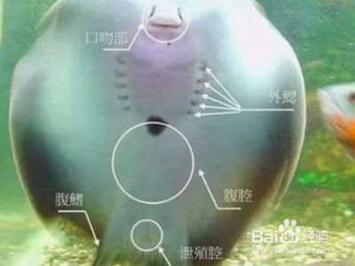 魟魚(yú)飼養(yǎng)密度的最佳實(shí)踐：研究探討[需手動(dòng)填充]魚(yú)的飼養(yǎng)密度最佳實(shí)踐旨在提供科學(xué)的養(yǎng)殖建議