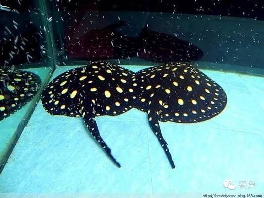 魟魚(yú)飼養(yǎng)密度的最佳實(shí)踐：研究探討[需手動(dòng)填充]魚(yú)的飼養(yǎng)密度最佳實(shí)踐旨在提供科學(xué)的養(yǎng)殖建議