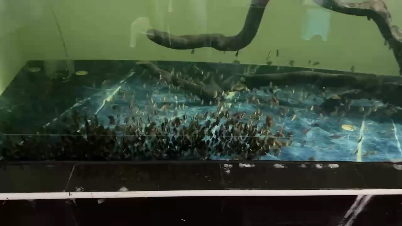 喂魚喂出來的經驗，虎魚是屬于對食物需求量很大的魚類。如何判斷虎魚是否餓了，可以通過虎魚對人的熱情度來判斷，如果人突然出現在魚缸面前，虎魚會搖頭擺尾地向你游來，多半是餓了[haha][haha][haha]于是遛魚的機會也就出現啦