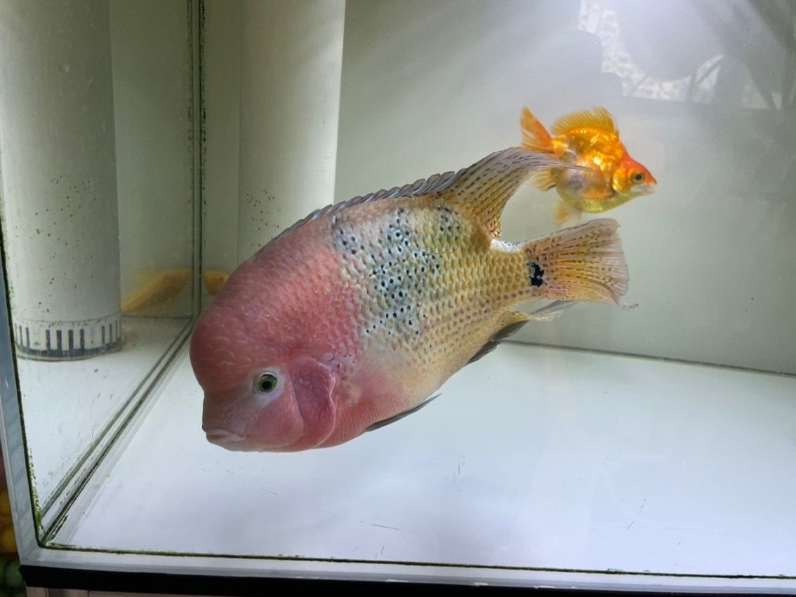 185天,20cm,79的缸顯得有點小了,游不開。 龍魚論壇 第2張 185天,20cm,79的缸顯得有點小了,游不開。 185天,20cm,79的缸顯得有點小了,游不開。 龍魚論壇 第2張