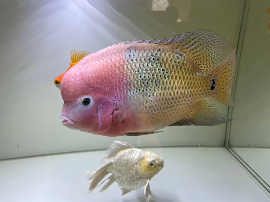 185天,20cm,79的缸顯得有點小了,游不開。 龍魚論壇 第1張 185天,20cm,79的缸顯得有點小了,游不開。 185天,20cm,79的缸顯得有點小了,游不開。 龍魚論壇 第1張