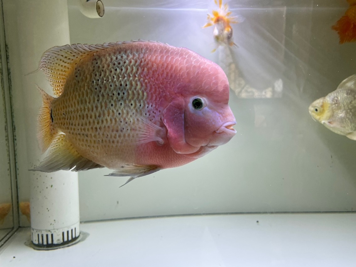 185天,20cm,79的缸顯得有點小了,游不開。 龍魚論壇 第3張 185天,20cm,79的缸顯得有點小了,游不開。 185天,20cm,79的缸顯得有點小了,游不開。 龍魚論壇 第3張