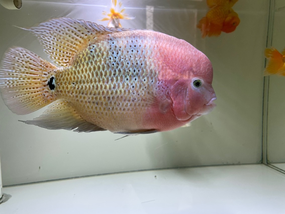 185天,20cm,79的缸顯得有點小了,游不開。 龍魚論壇 第4張 185天,20cm,79的缸顯得有點小了,游不開。 185天,20cm,79的缸顯得有點小了,游不開。 龍魚論壇 第4張