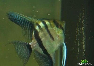 詳細(xì)閱讀:通化可麗愛(ài)魚(yú)缸專(zhuān)賣(mài)店:通化可麗愛(ài)魚(yú)缸專(zhuān)賣(mài)店,打造您的水族藝術(shù)空間 通化可麗愛(ài)魚(yú)缸專(zhuān)賣(mài)店:通化可麗愛(ài)魚(yú)缸專(zhuān)賣(mài)店,打造您的水族藝術(shù)空間