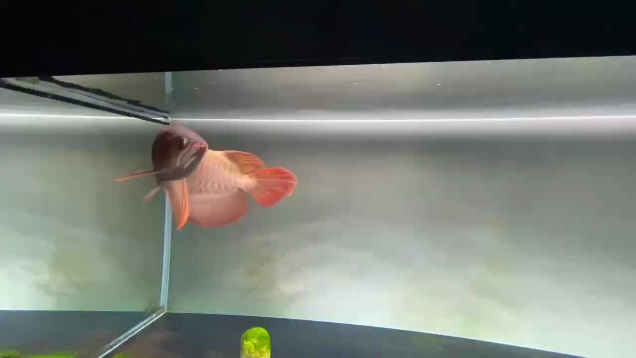 雷龍魚多久換一次水，雷龍魚多久換一次水，高鰭龍魚價格范圍是多少 雷龍魚多久換一次水，雷龍魚多久換一次水，高鰭龍魚價格范圍是多少 龍魚百科 第2張