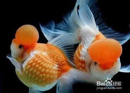 紅島經濟區魚之樂水族（魚之樂水族館） 紅島經濟區魚之樂水族（魚之樂水族館） 全國水族館企業名錄 第1張