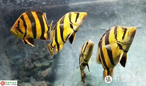 虎魚喂養：虎魚喂養方法