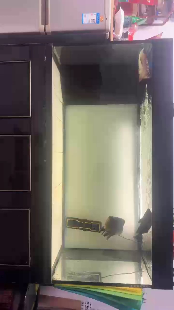 小金入缸第二天 小金入缸第二天 龍魚論壇