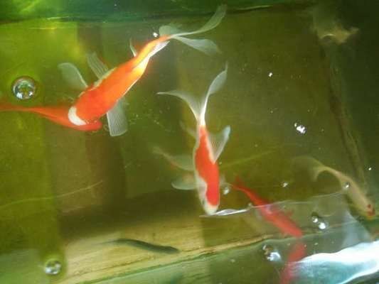 60魚缸養金魚還是鸚鵡:高密度養魚的注意事項 魚缸百科 第1張 60魚缸養金魚還是鸚鵡:高密度養魚的注意事項 60魚缸養金魚還是鸚鵡:高密度養魚的注意事項 魚缸百科 第1張