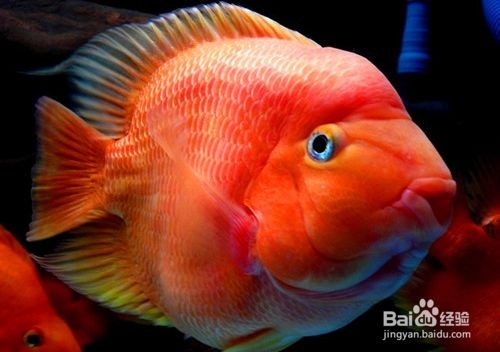 60魚缸養金魚還是鸚鵡:高密度養魚的注意事項 魚缸百科 第3張 60魚缸養金魚還是鸚鵡:高密度養魚的注意事項 60魚缸養金魚還是鸚鵡:高密度養魚的注意事項 魚缸百科 第3張