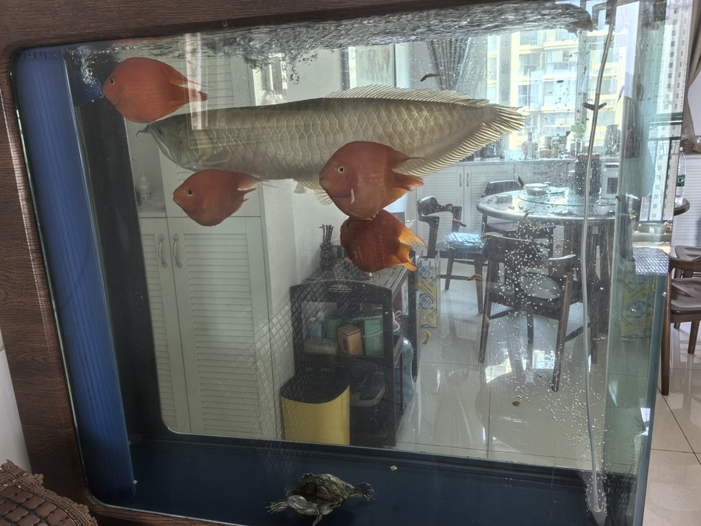 魚(yú)缸造景先放沙還是先放水(魚(yú)缸造景先鋪沙還是先放石頭) 周末快樂(lè) 龍魚(yú)論壇 周末快樂(lè) 周末快樂(lè) 龍魚(yú)論壇