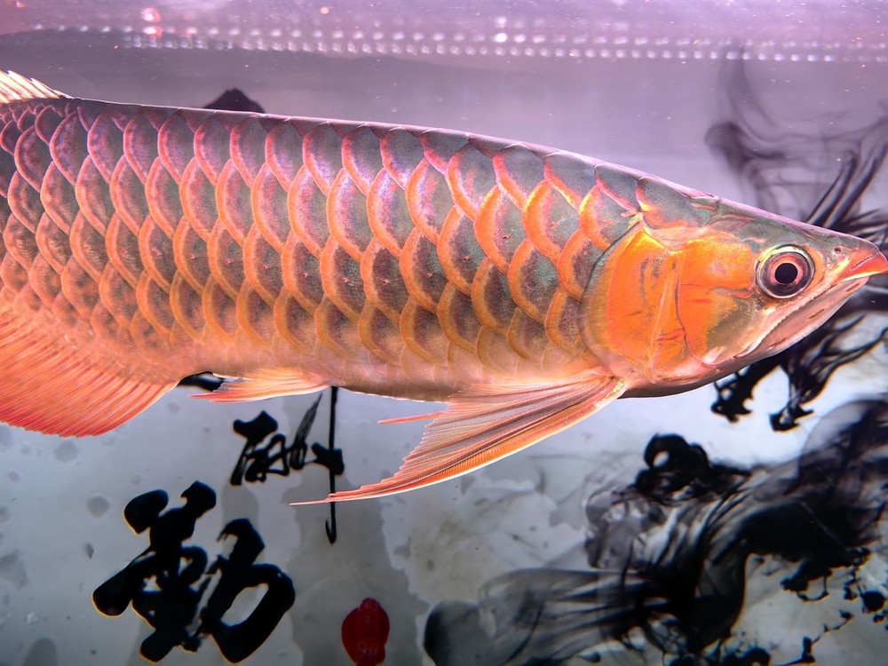 給個(gè)價(jià)唄