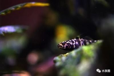100的魚缸多少升水合適:100升水的魚缸可以容納多少升的水 魚缸百科 第2張 100的魚缸多少升水合適:100升水的魚缸可以容納多少升的水 100的魚缸多少升水合適:100升水的魚缸可以容納多少升的水 魚缸百科 第2張
