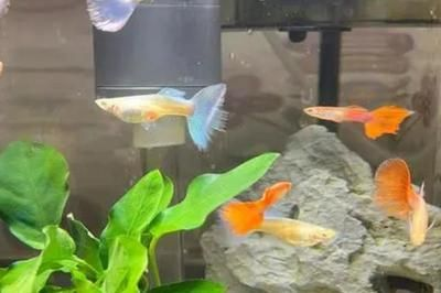 大魚缸能養孔雀魚嗎：大魚缸是否適合養孔雀魚，從以下幾個方面進行探討： 大魚缸能養孔雀魚嗎：大魚缸是否適合養孔雀魚，從以下幾個方面進行探討： 魚缸百科 第3張