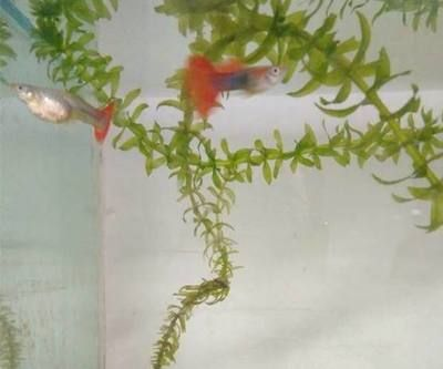 大魚缸能養孔雀魚嗎：大魚缸是否適合養孔雀魚，從以下幾個方面進行探討： 大魚缸能養孔雀魚嗎：大魚缸是否適合養孔雀魚，從以下幾個方面進行探討： 魚缸百科 第4張