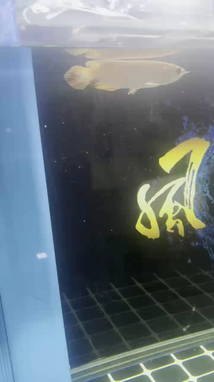 求鑒定 求鑒定 龍魚論壇