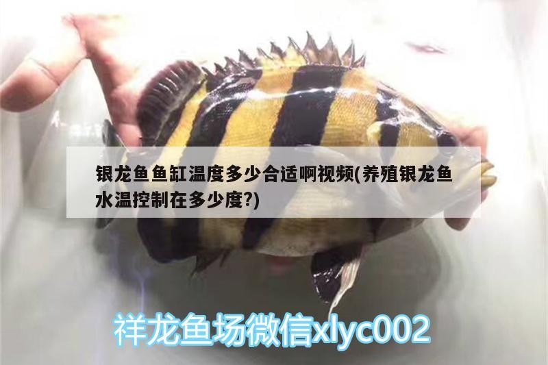 銀龍魚魚缸溫度多少合適啊視頻(養殖銀龍魚水溫控制在多少度?)
