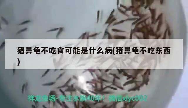 豬鼻龜不吃食可能是什么病(豬鼻龜不吃東西)