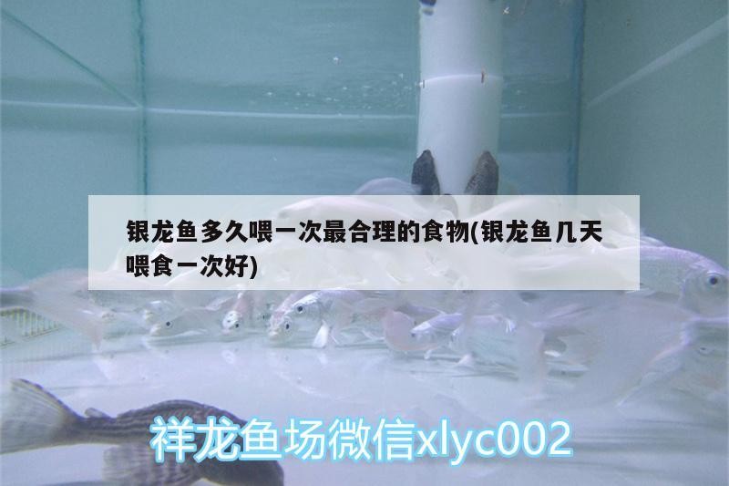 銀龍魚多久喂一次最合理的食物(銀龍魚幾天喂食一次好)