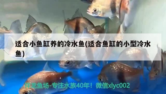 適合小魚缸養的冷水魚(適合魚缸的小型冷水魚)