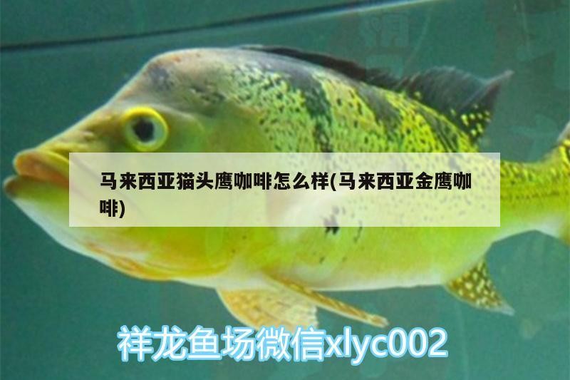 馬來西亞貓頭鷹咖啡怎么樣(馬來西亞金鷹咖啡) 馬來西亞貓頭鷹咖啡怎么樣(馬來西亞金鷹咖啡) 馬來西亞咖啡
