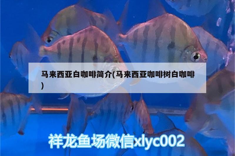 馬來西亞白咖啡簡介(馬來西亞咖啡樹白咖啡) 馬來西亞白咖啡簡介(馬來西亞咖啡樹白咖啡) 馬來西亞咖啡