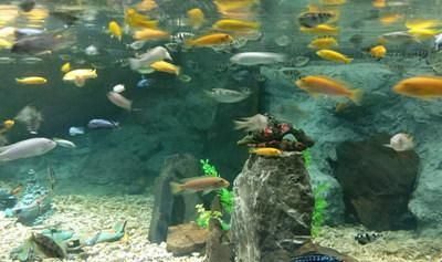 安慶水族館vs祥龍魚場（安慶水族館與祥龍魚場的區別） 安慶水族館vs祥龍魚場（安慶水族館與祥龍魚場的區別） 全國水族館企業名錄 第3張