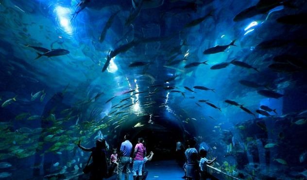 安慶水族館vs祥龍魚場（安慶水族館與祥龍魚場的區別） 安慶水族館vs祥龍魚場（安慶水族館與祥龍魚場的區別） 全國水族館企業名錄 第4張