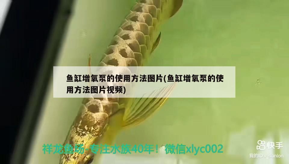 魚缸增氧泵的使用方法圖片(魚缸增氧泵的使用方法圖片視頻) 魚缸增氧泵的使用方法圖片(魚缸增氧泵的使用方法圖片視頻) 金龍魚百科