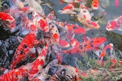 魟魚對水溫變化的適應(yīng)能力：魟魚對水溫變化具有極強的適應(yīng)性，魟魚對水溫的快速變化 魟魚對水溫變化的適應(yīng)能力：魟魚對水溫變化具有極強的適應(yīng)性，魟魚對水溫的快速變化 魟魚百科 第5張