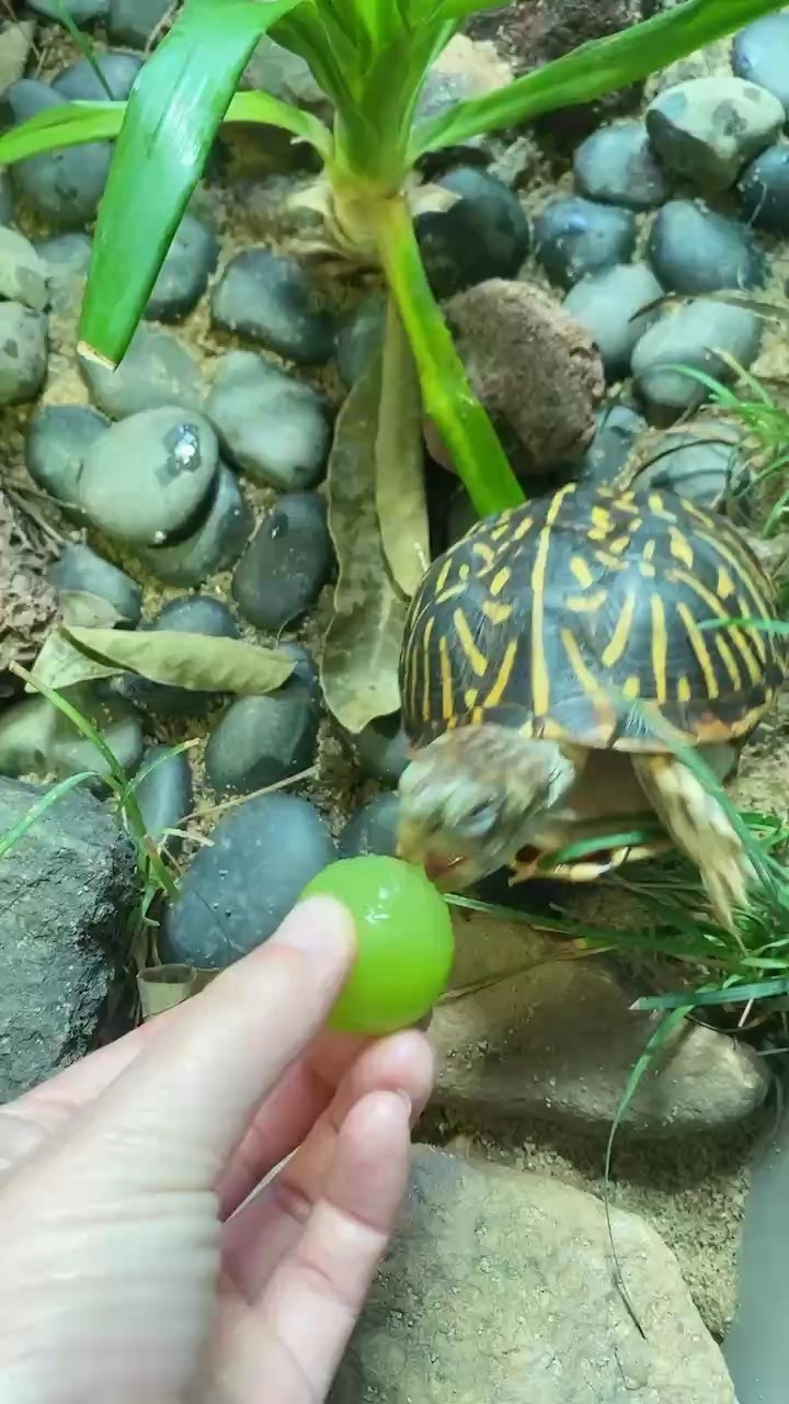 龜龜吃葡萄 龜龜吃葡萄 龍魚論壇