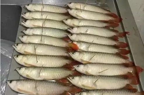 龍魚死亡照片真實