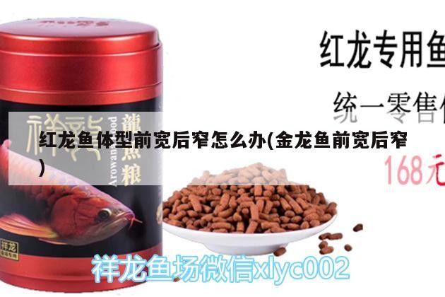 紅龍魚(yú)體型前寬后窄怎么辦(金龍魚(yú)前寬后窄)